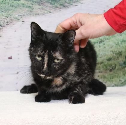 Midnights — thumbnail 2