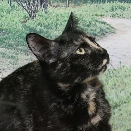 Midnights — thumbnail 3