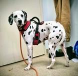 Enlarge Spooky-Hamilton, OH, an adopted Dalmatian in Lake Ronkonkoma, NY image 1/2
