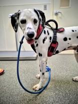 Enlarge Spooky-Hamilton, OH, an adopted Dalmatian in Lake Ronkonkoma, NY image 2/2