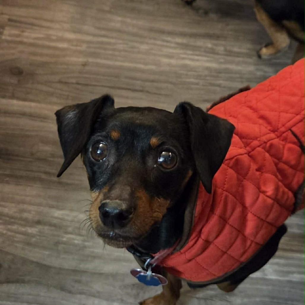 Jax, Adoptable, Adult Male Miniature Pinscher.