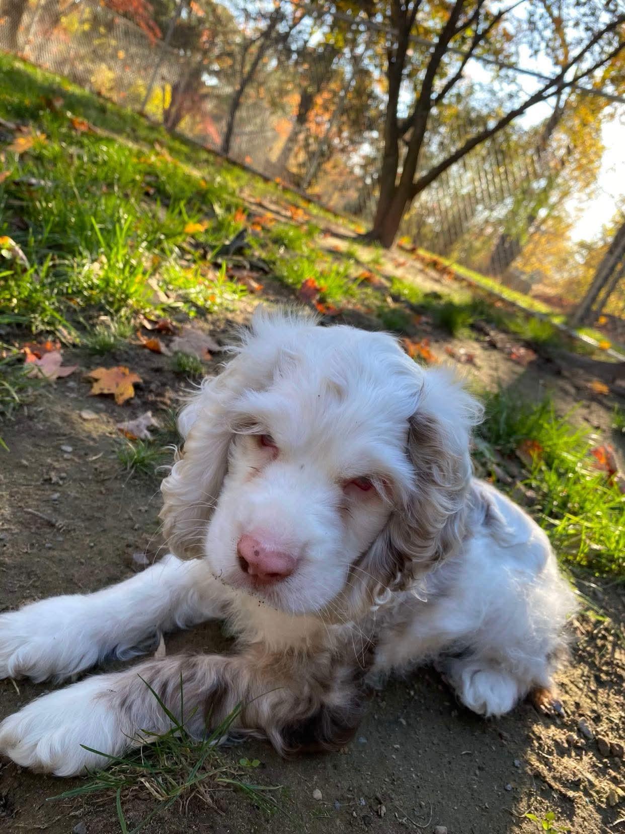 Enlarge Bluey, a Adopted Cocker Spaniel in Lewistown, PA image 3/3