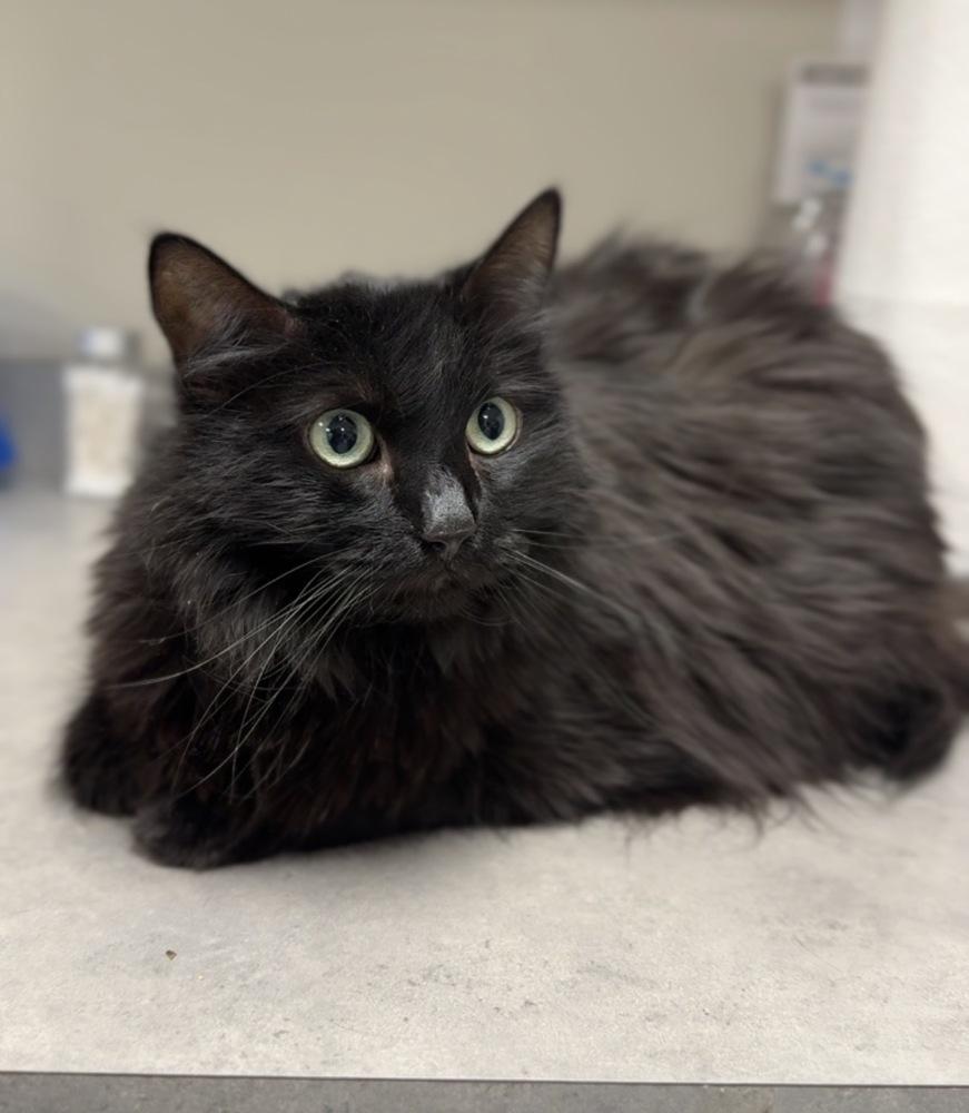Sadie, Adoptable, Adult Female Domestic Long Hair.