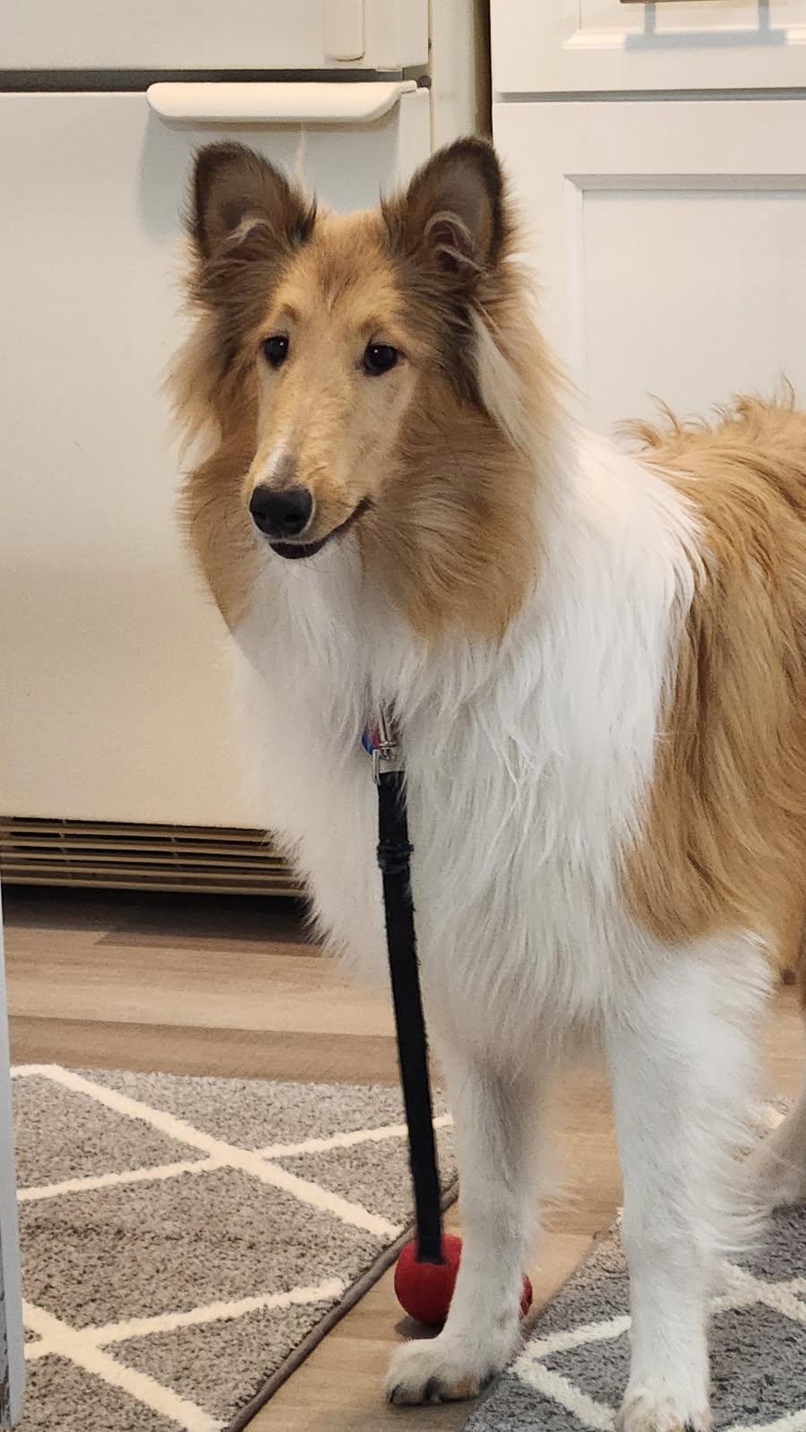 Enlarge Cali, a Adoptable Rough Collie in Elyria, OH image 1/6