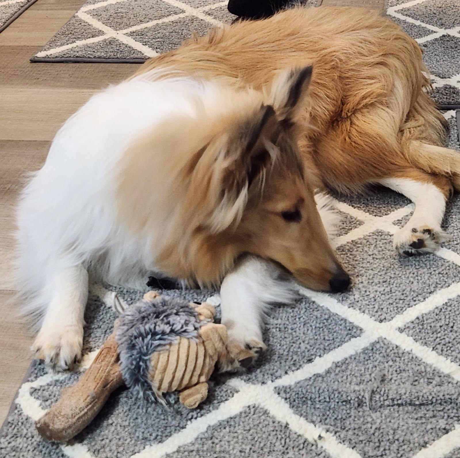 Enlarge Cali, a Adoptable Rough Collie in Elyria, OH image 2/6