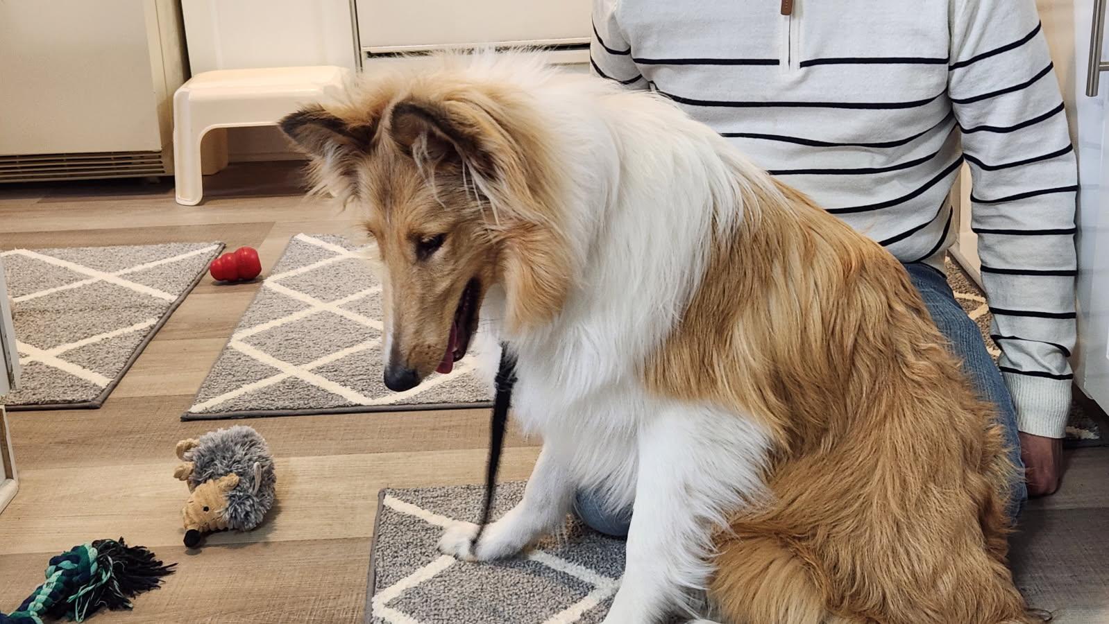 Enlarge Cali, a Adoptable Rough Collie in Elyria, OH image 3/6