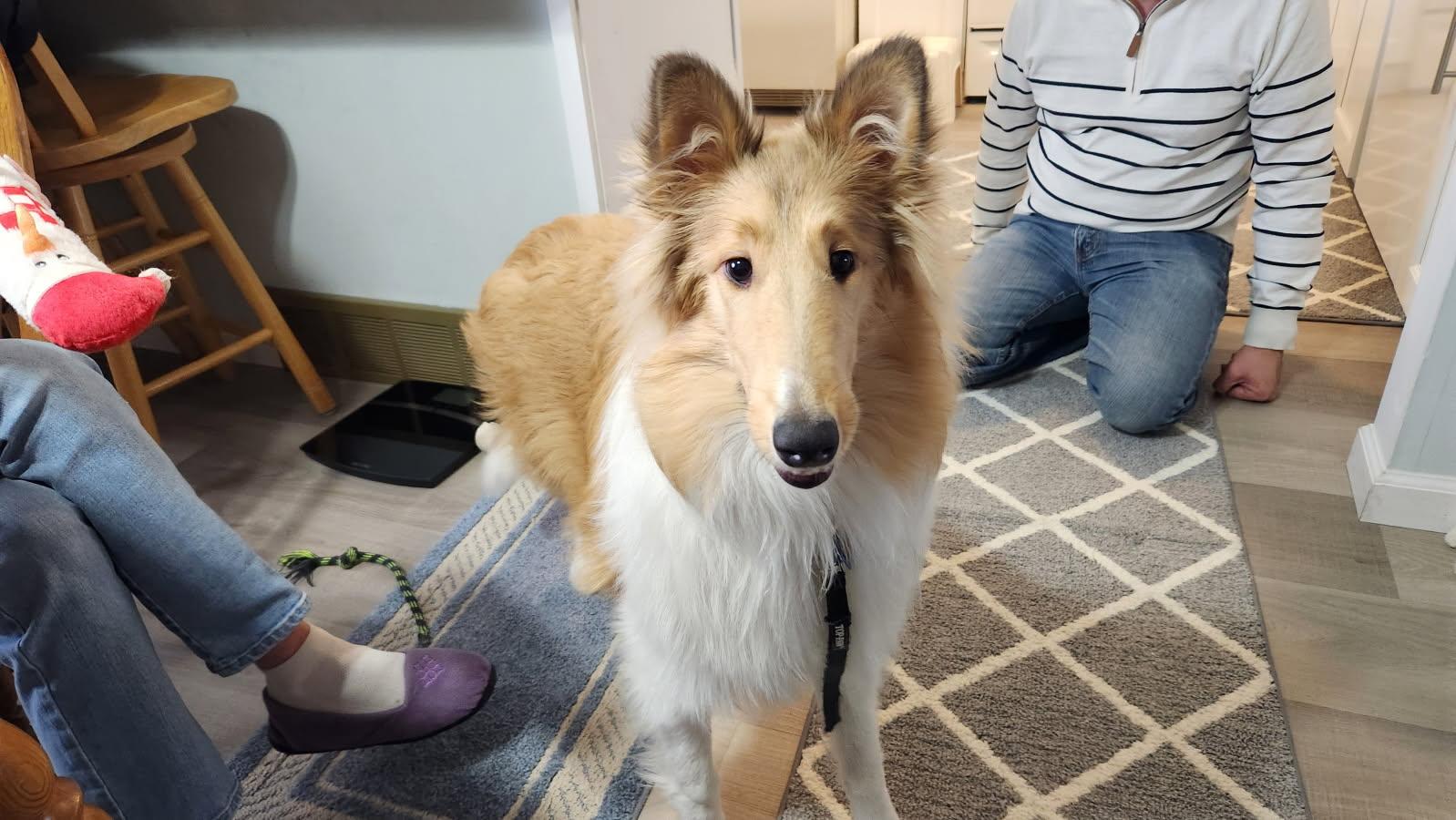Enlarge Cali, a Adoptable Rough Collie in Elyria, OH image 4/6