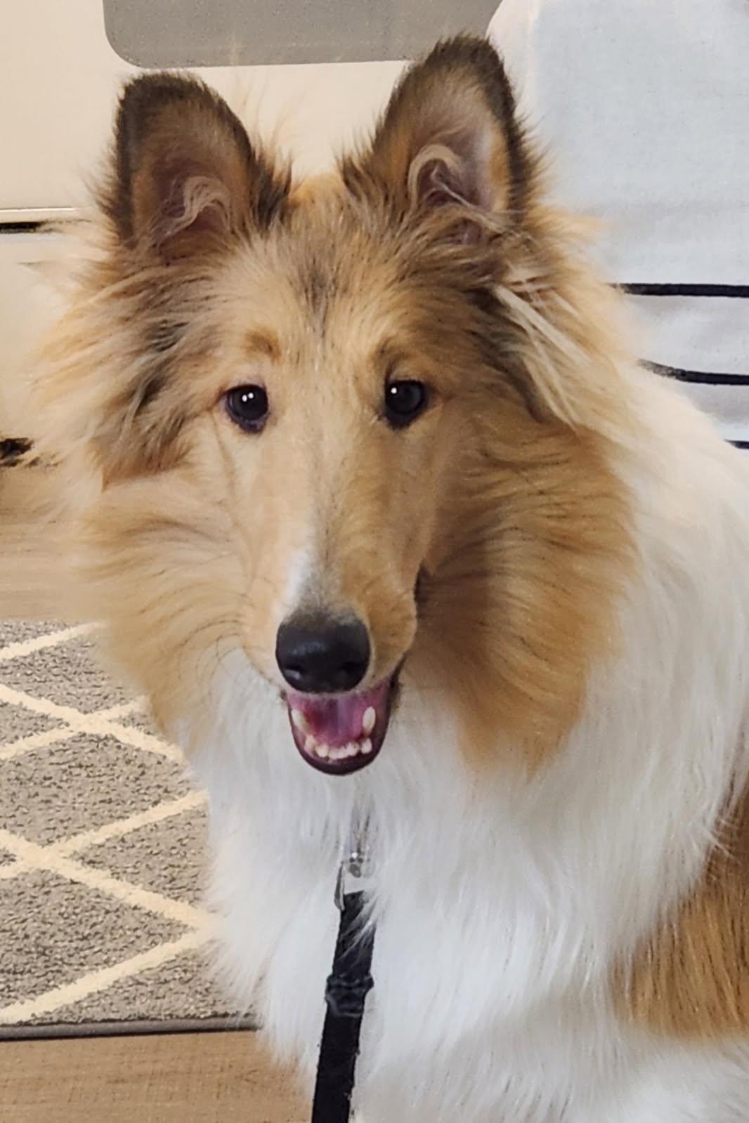 Enlarge Cali, a Adoptable Rough Collie in Elyria, OH image 6/6
