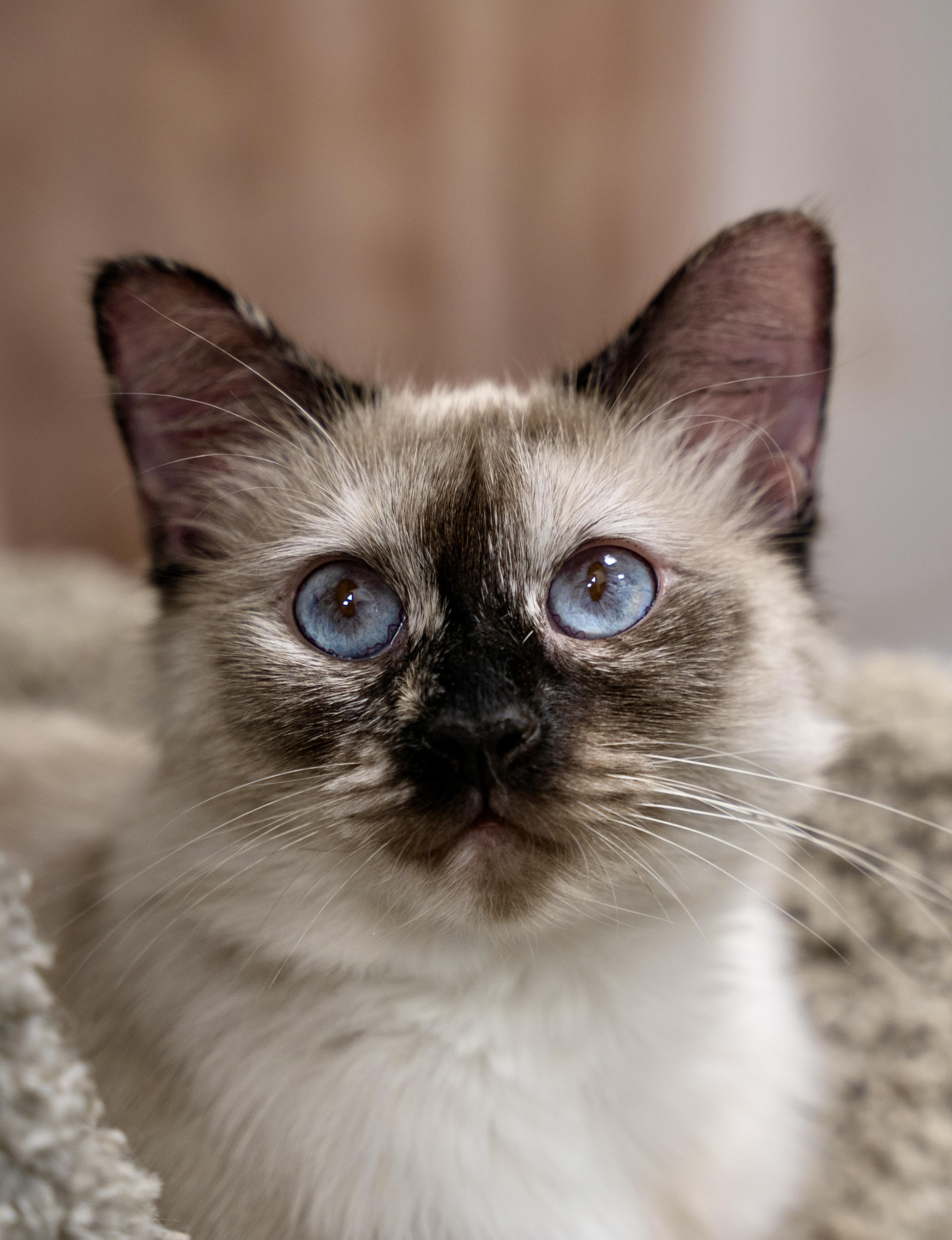 Enlarge Rose, a Adopted Ragdoll in Dalton, GA image 1/4