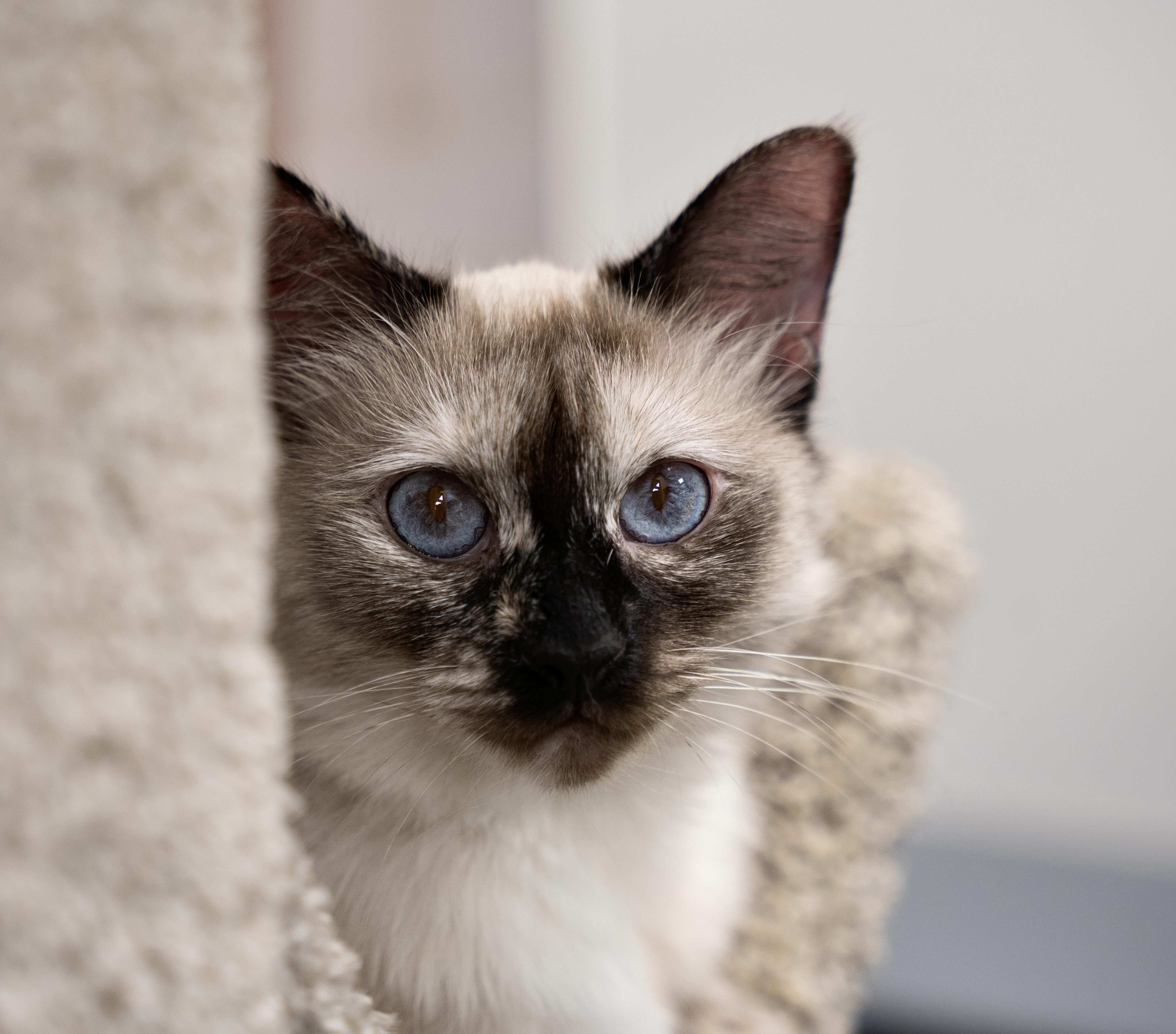 Enlarge Rose, a Adopted Ragdoll in Dalton, GA image 3/4
