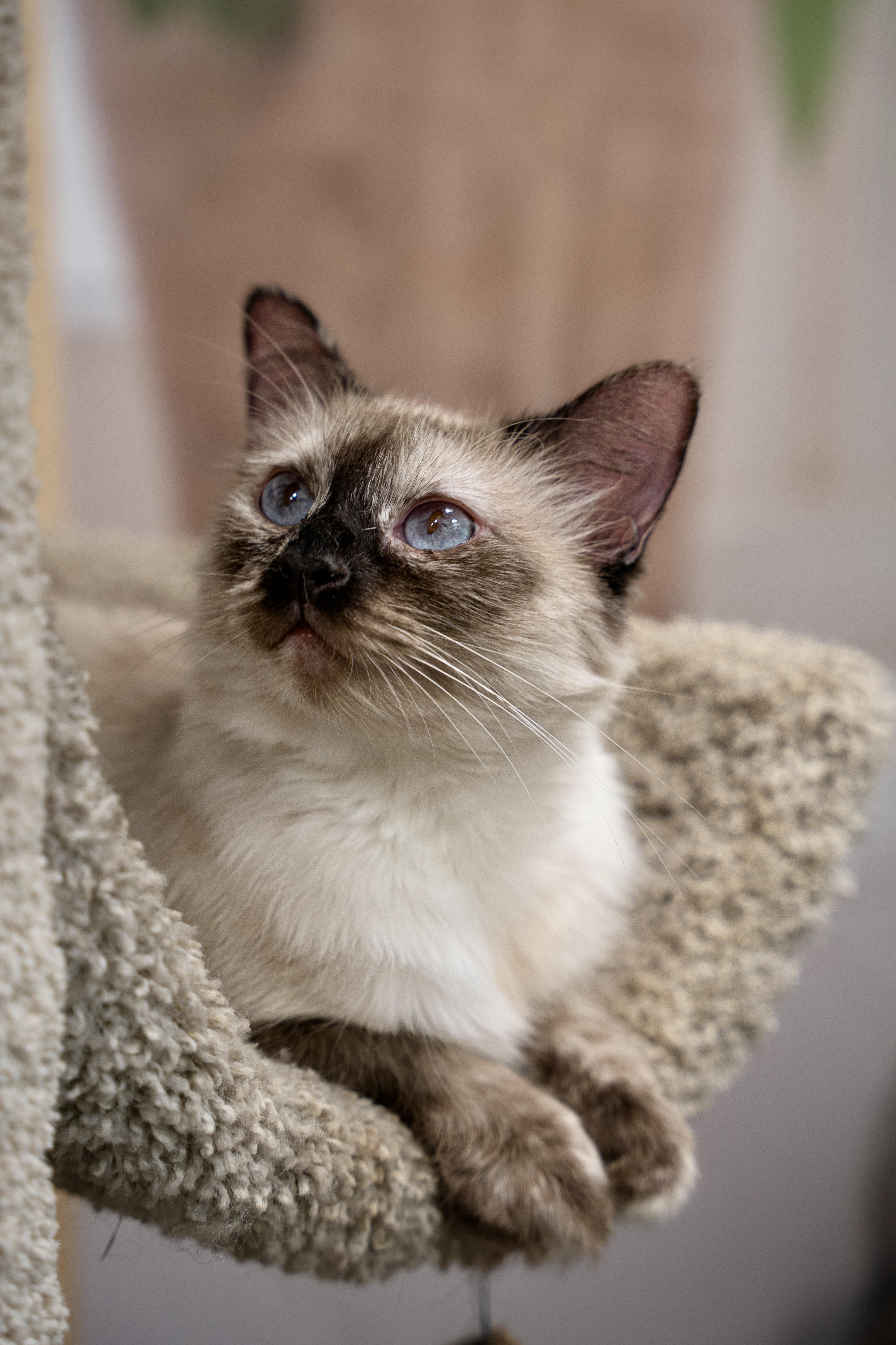 Rose, an adoptable Ragdoll in Dalton, GA, 30721 | Photo Image 2