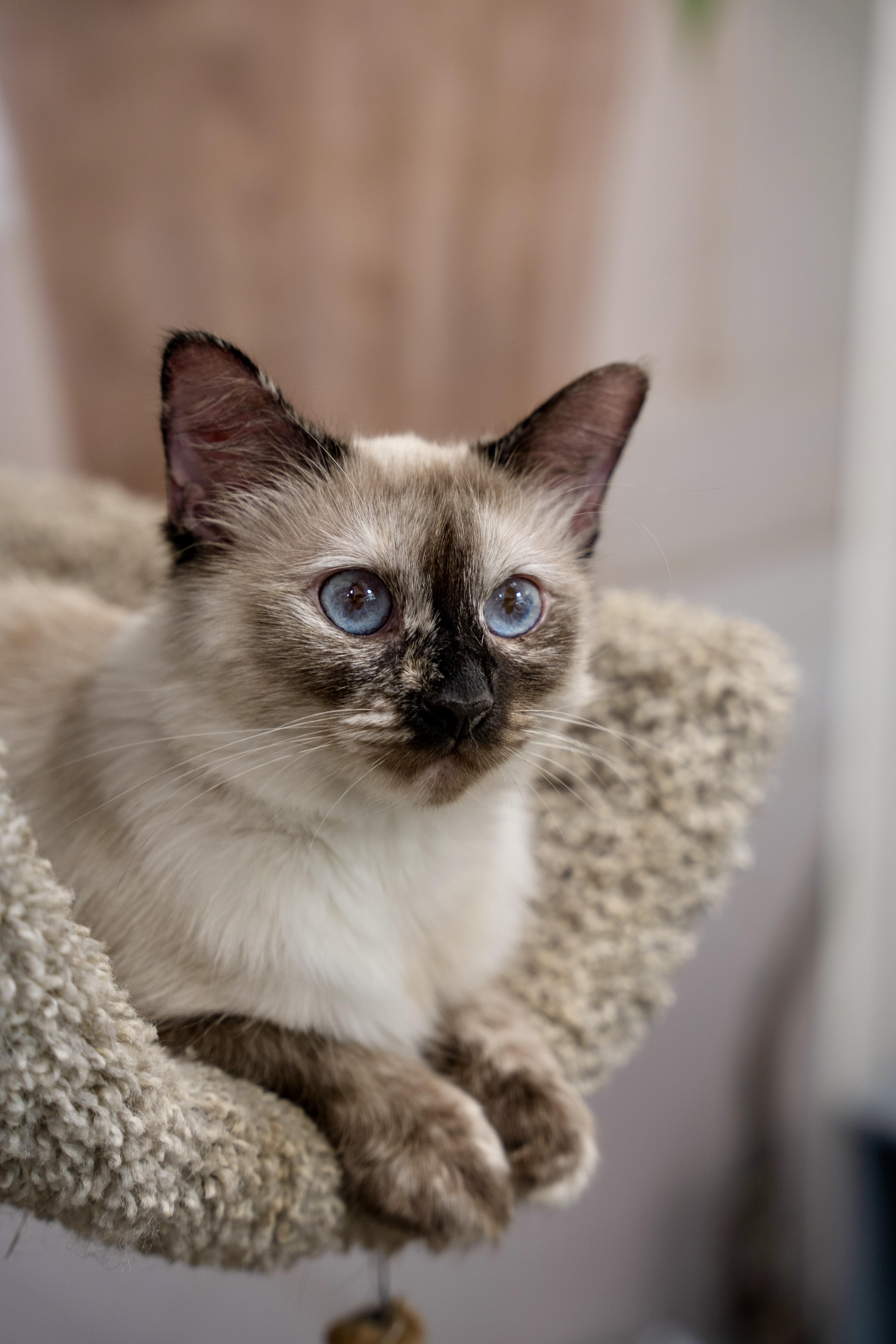 Rose, an adoptable Ragdoll in Dalton, GA, 30721 | Photo Image 4