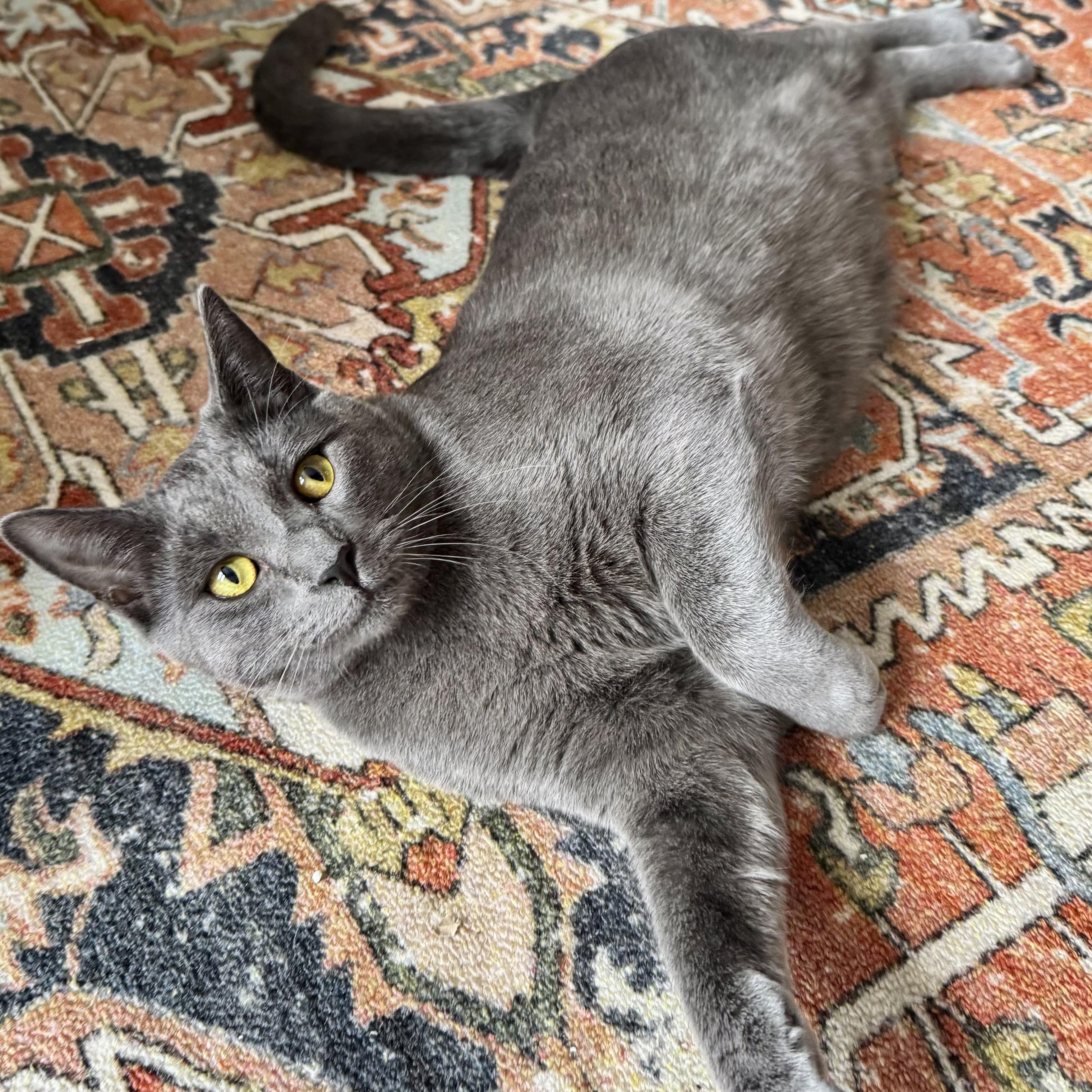 Alvin — thumbnail 3