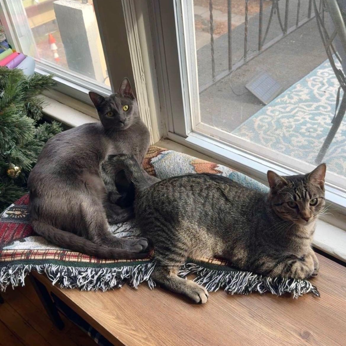 Alvin — thumbnail 4