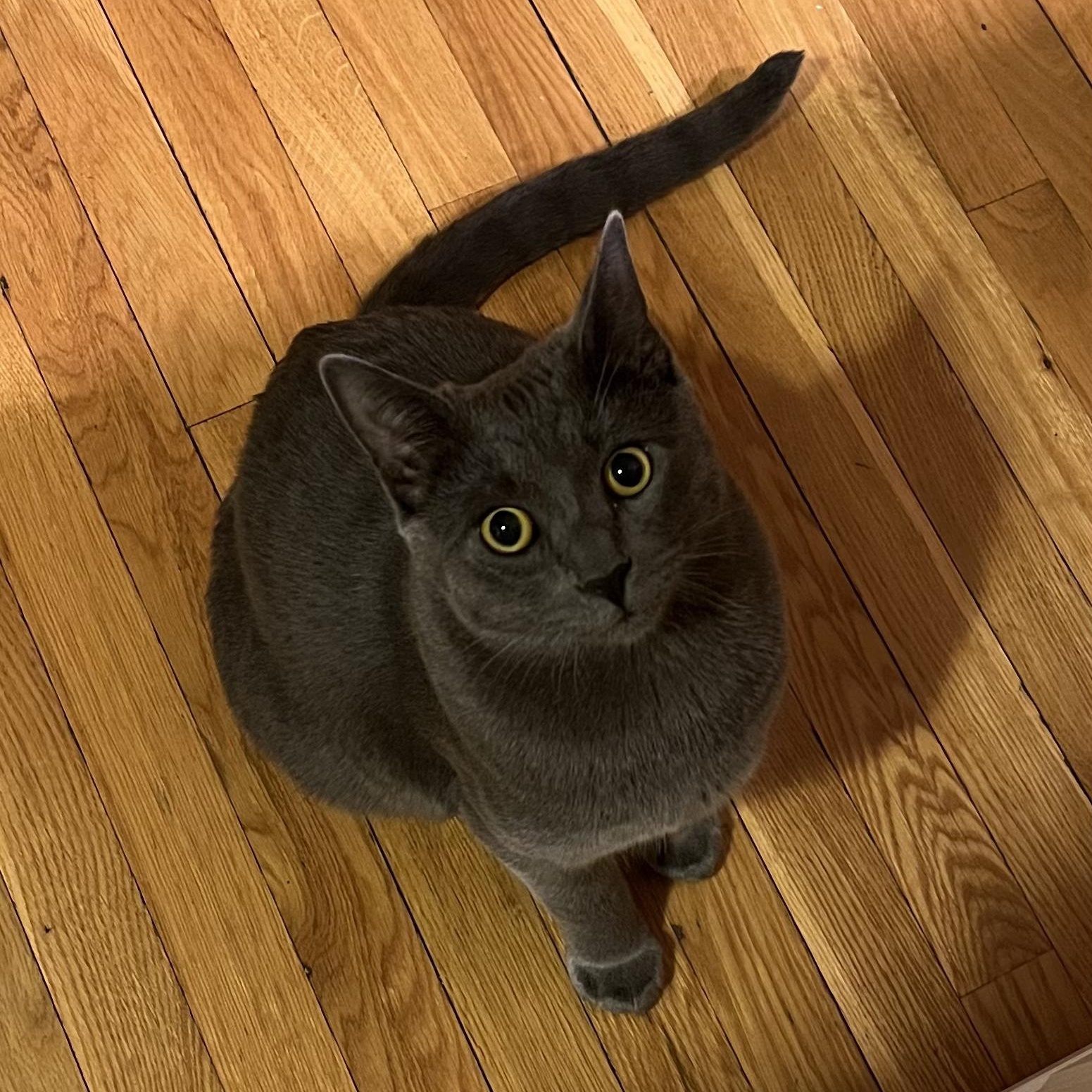 Alvin — thumbnail 5