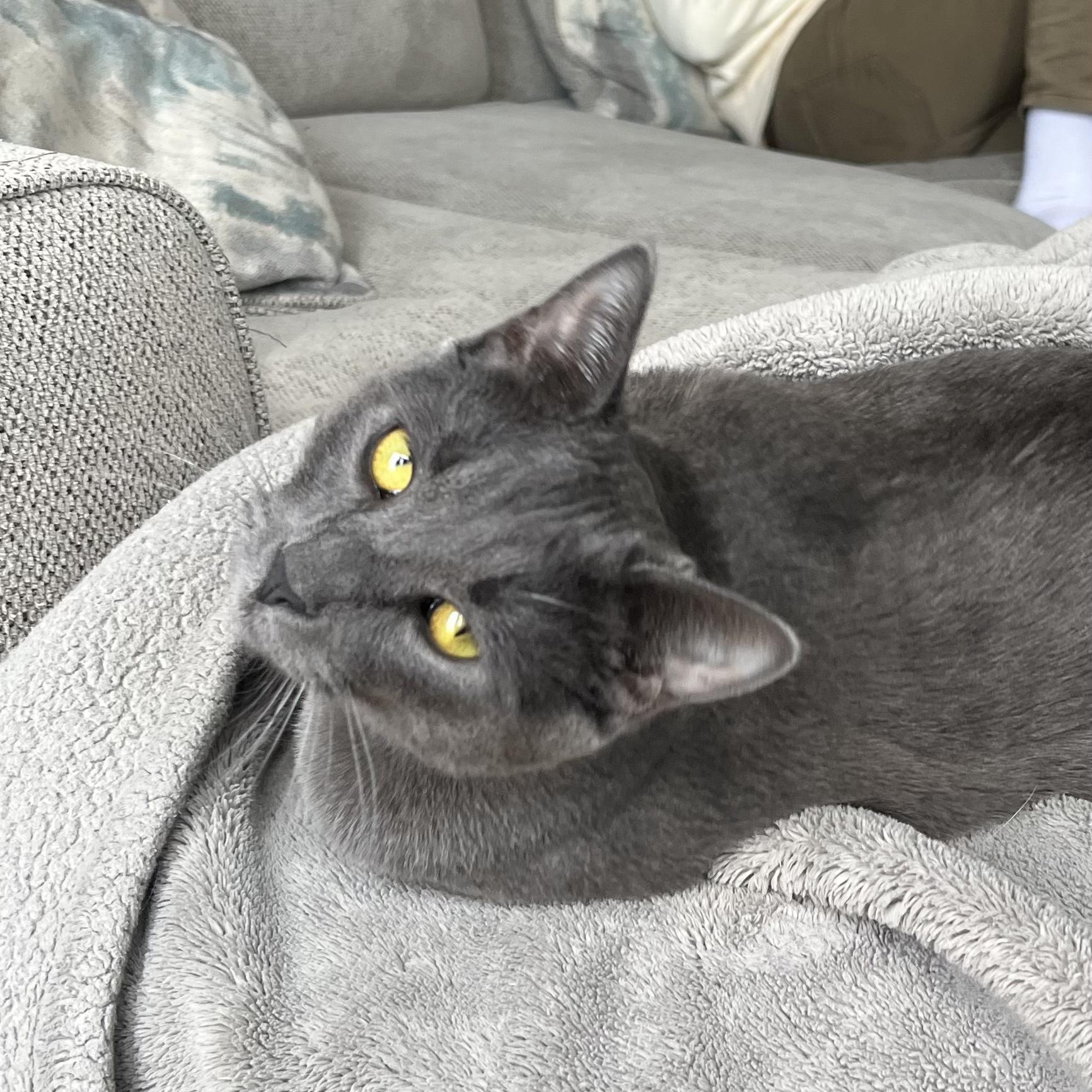 Alvin — thumbnail 6