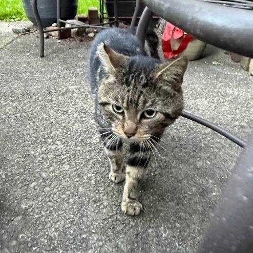 Pesto, a Adoptable American Shorthair in New York, NY image 1/6