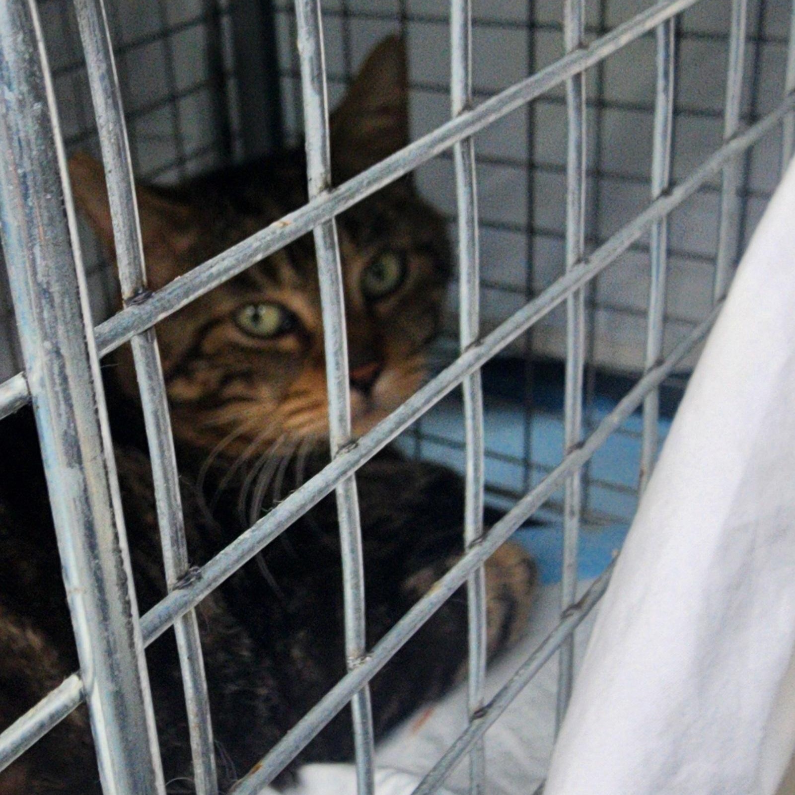 Pesto, a Adoptable American Shorthair in New York, NY image 4/6