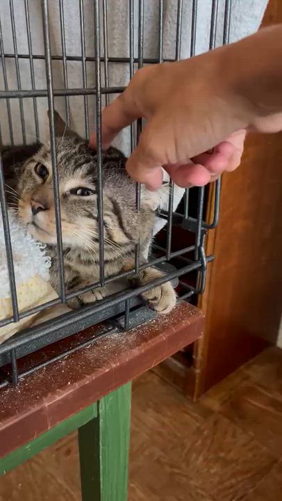 Enlarge Pesto, a Adoptable American Shorthair in New York, NY video 2/6