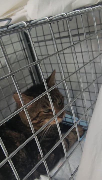 Enlarge Pesto, a Adoptable American Shorthair in New York, NY video 3/6