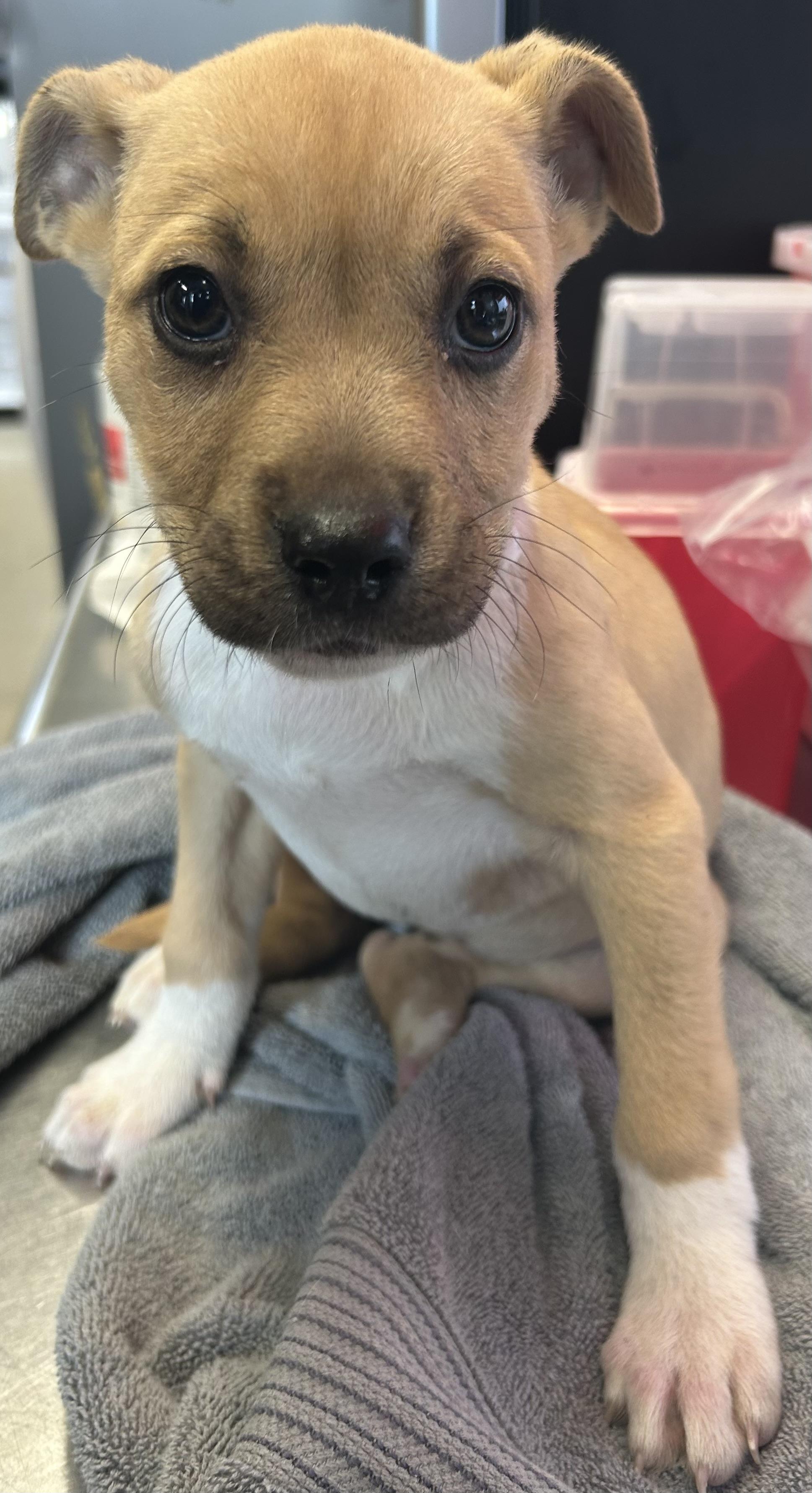 Eleven, Adoptable, Puppy Female Black Mouth Cur.