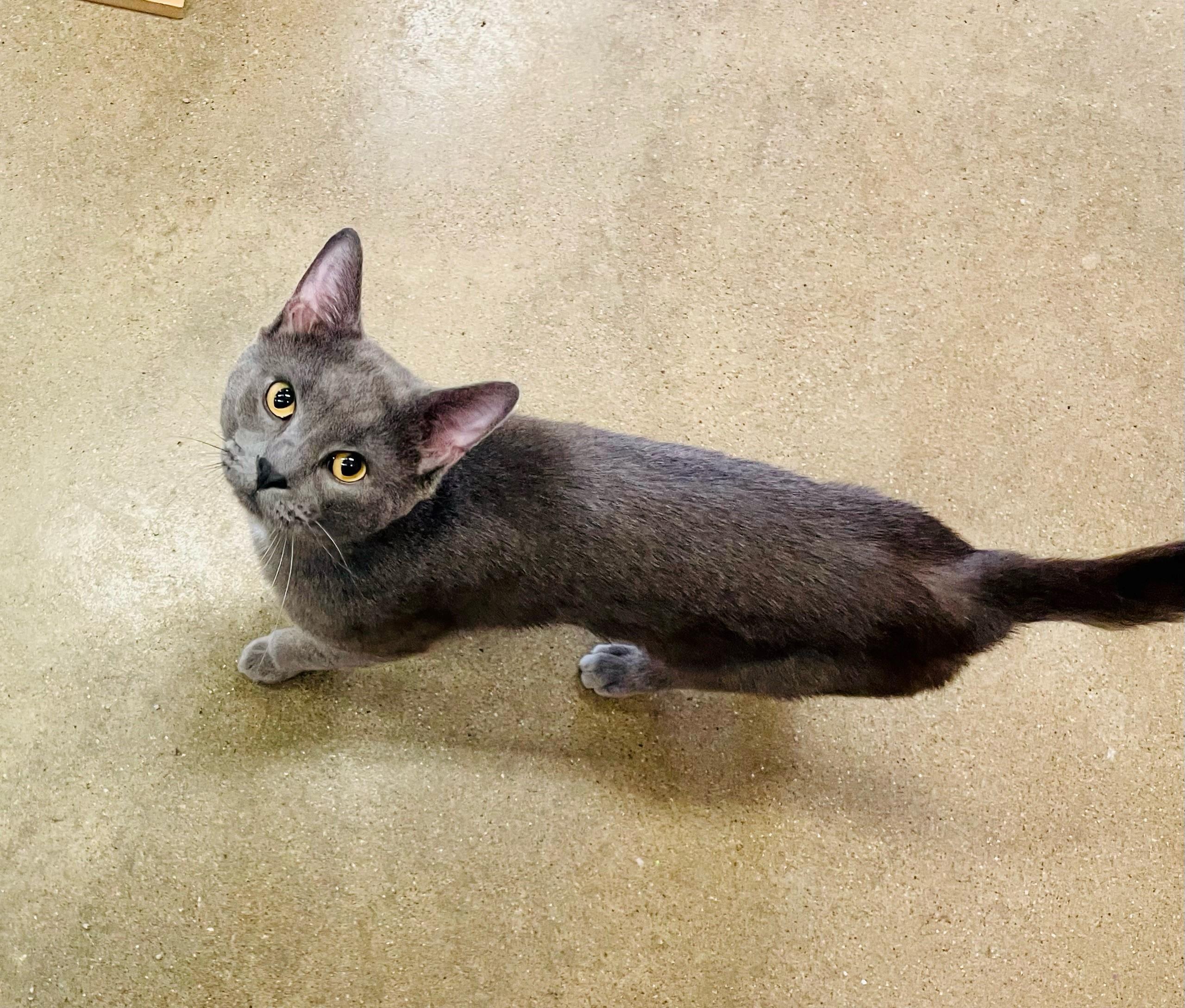 Eeyore, Adult Male Domestic Short Hair