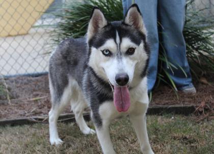 Sasha, Adoptable, Adult Female Siberian Husky & Mixed Breed.