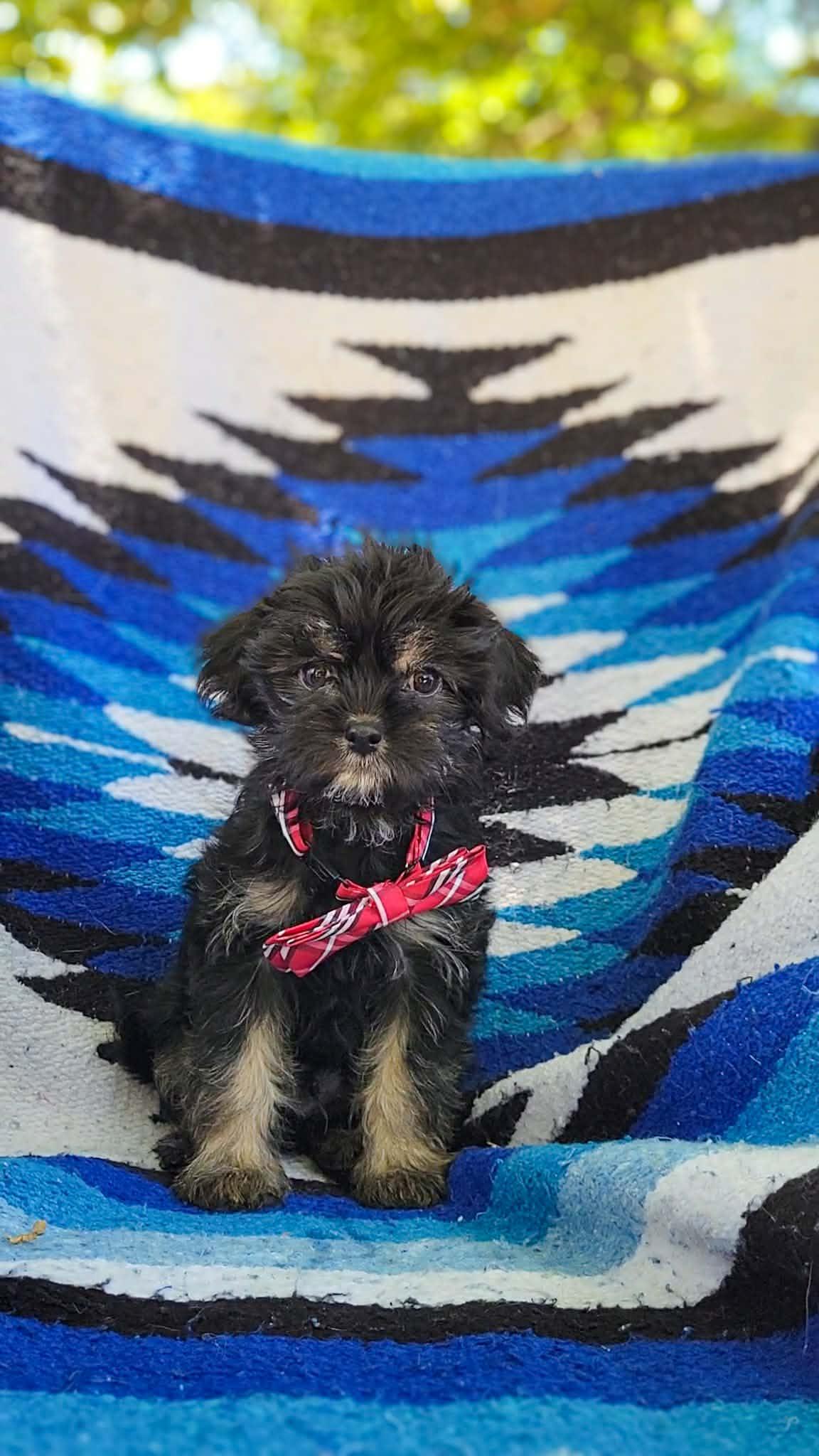 Finn, adopted, Puppy Male Maltese & Yorkshire Terrier.