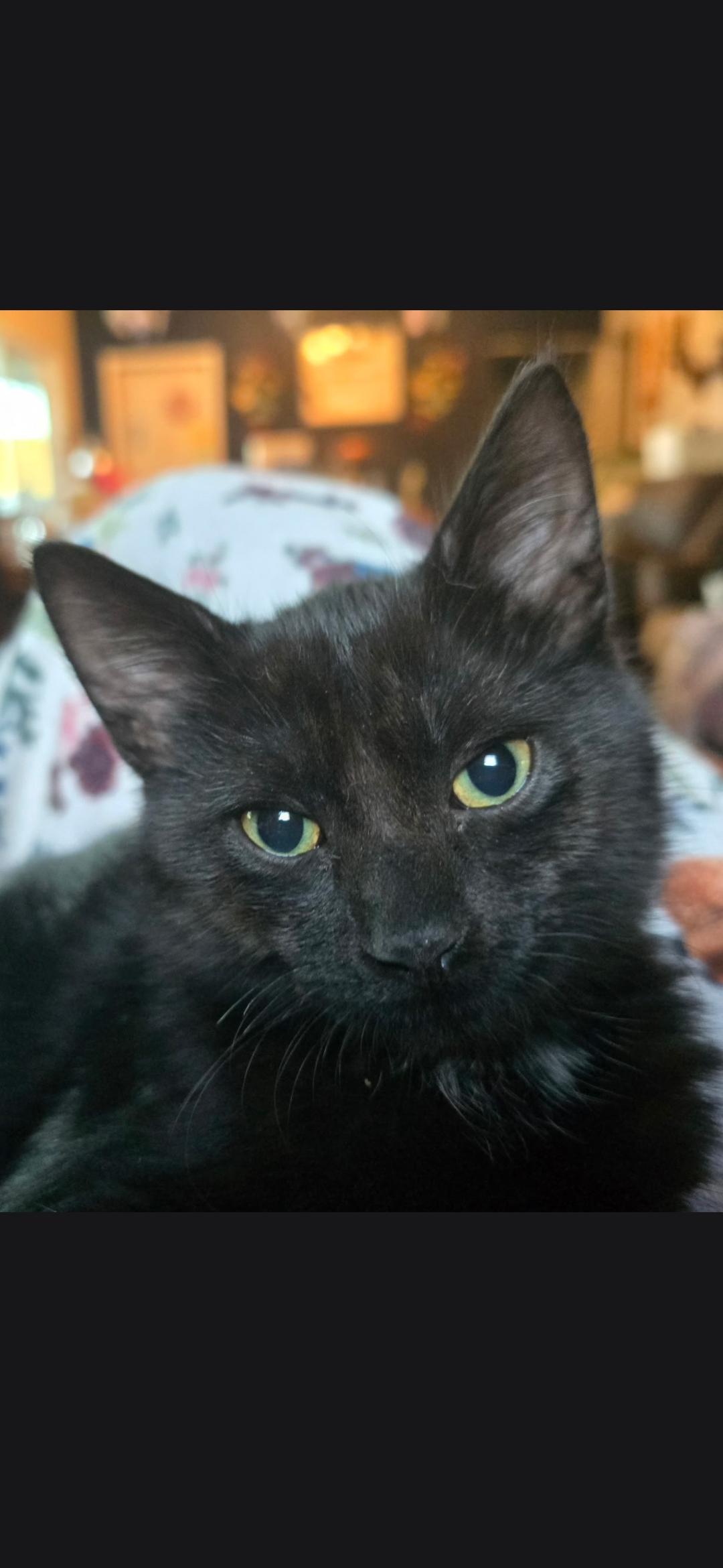 Temperance, Adoptable, Kitten Female Domestic Short Hair.