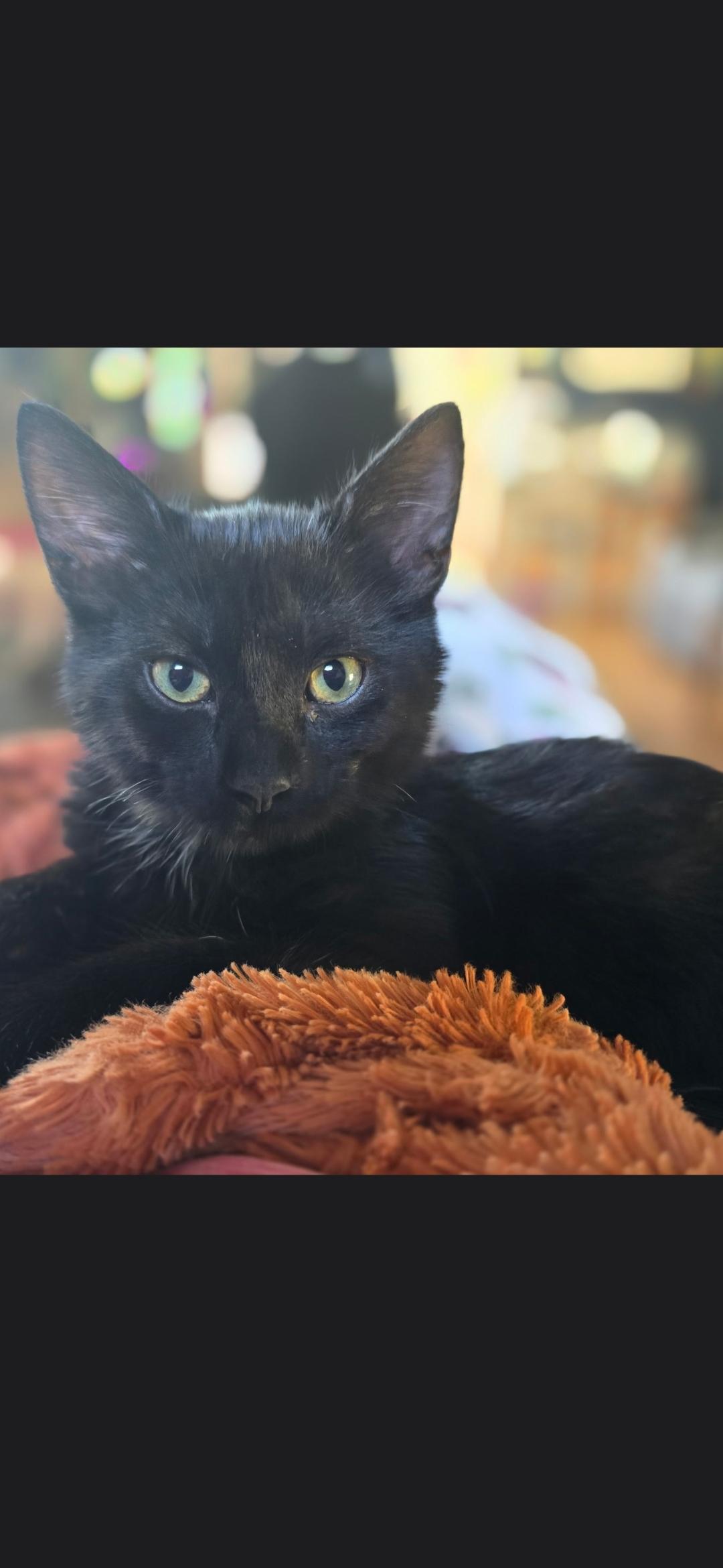 Temperance, Adoptable, Kitten Female Domestic Short Hair.