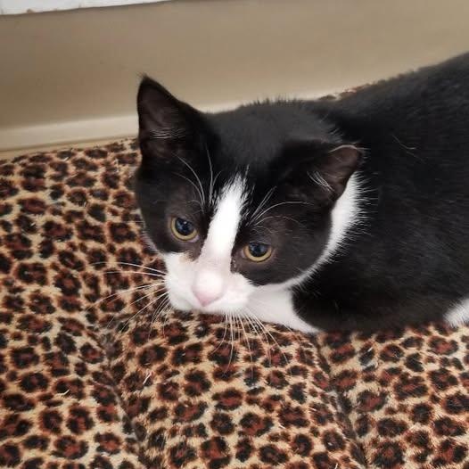 Ghost, Adoptable, Kitten Male Tuxedo & Domestic Short Hair.