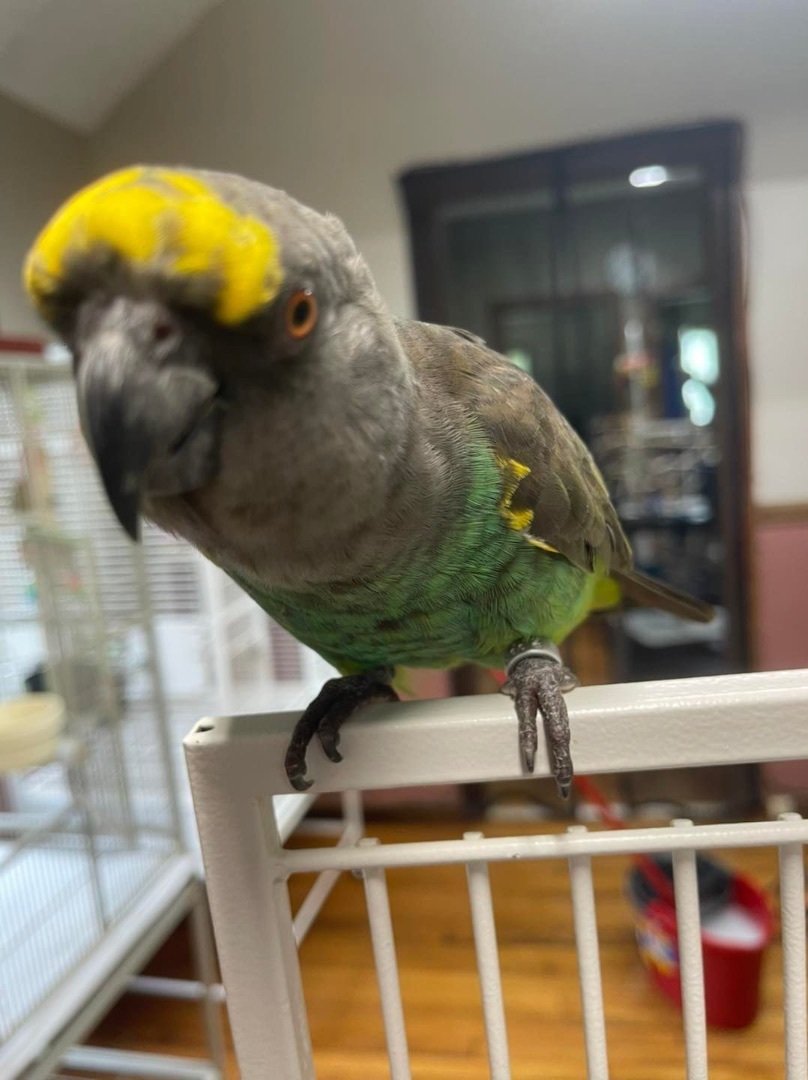 Enlarge Jazzy Meyers, a Adopted Poicephalus / Senegal in Blairstown, NJ image 1/6
