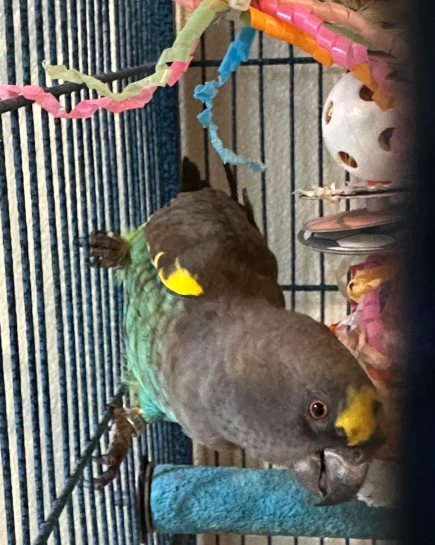 Enlarge Jazzy Meyers, a Adopted Poicephalus / Senegal in Blairstown, NJ image 3/6