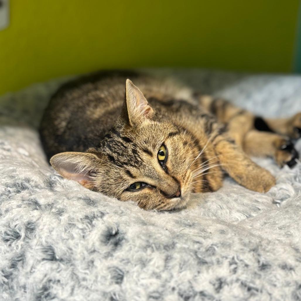 Rogue, Adoptable, Young Female Domestic Short Hair.