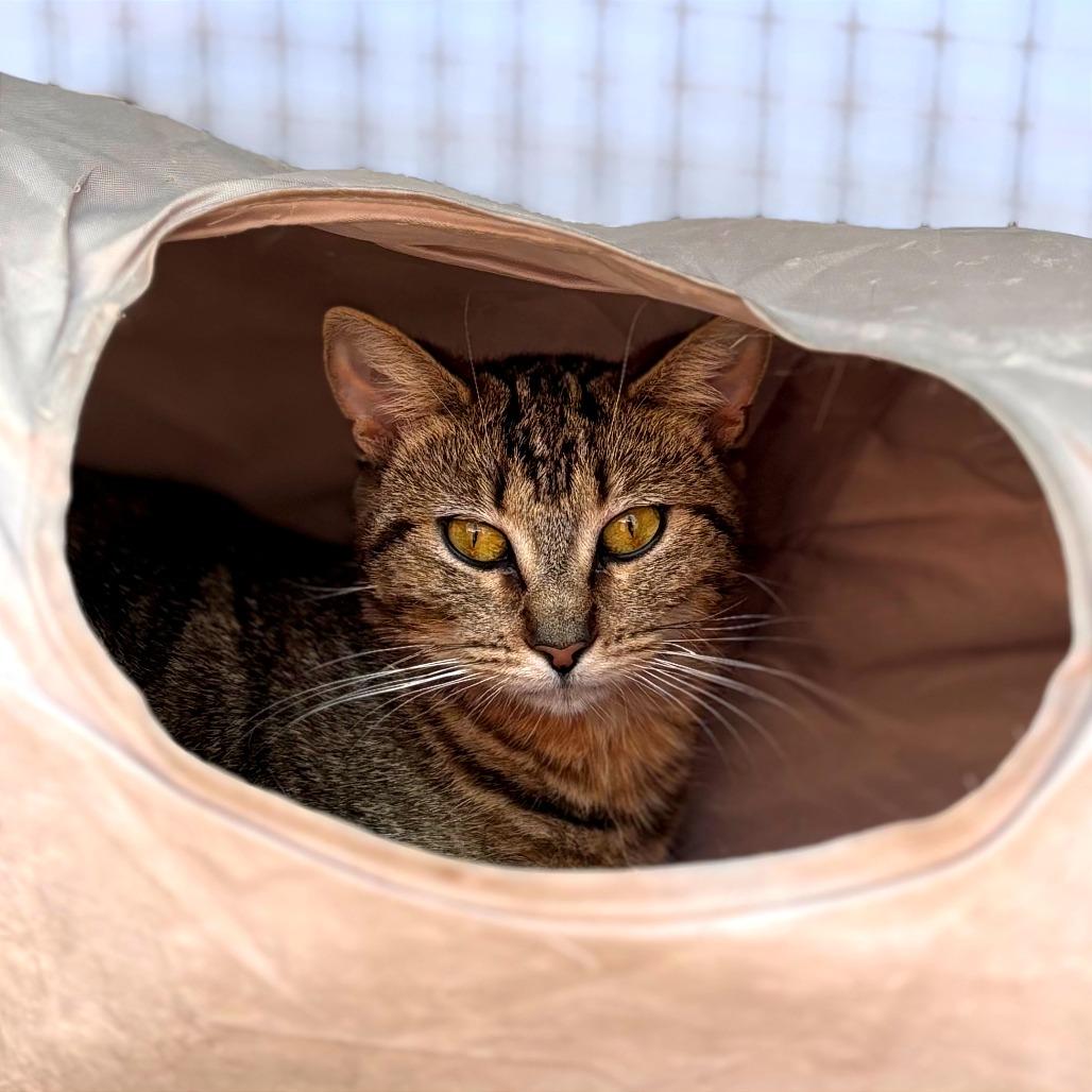 Enlarge Rogue, a Adoptable Domestic Short Hair in Fresno, CA image 2/6