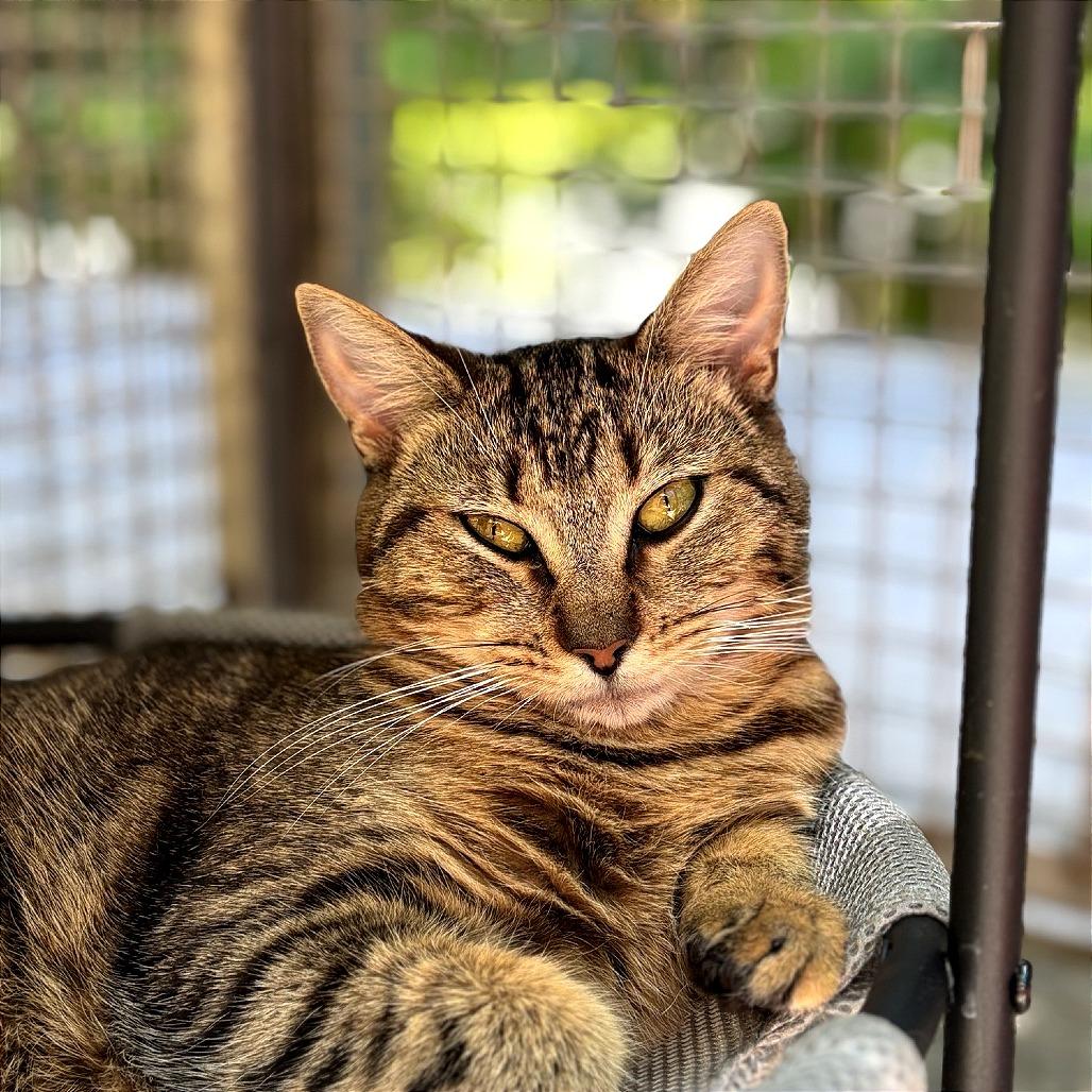 Enlarge Rogue, a Adoptable Domestic Short Hair in Fresno, CA image 3/6