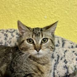 Enlarge Rogue, a Adoptable Domestic Short Hair in Fresno, CA image 4/6