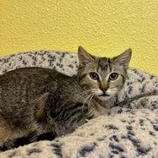 Enlarge Rogue, a Adoptable Domestic Short Hair in Fresno, CA image 5/6