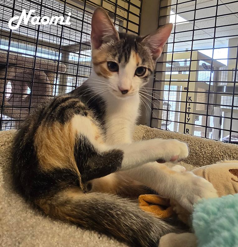 Nelly's Babies (Noah, Naomi, Nori, Nala, Nadia & Nessa), Adopted, Kitten Female Siamese & Calico.