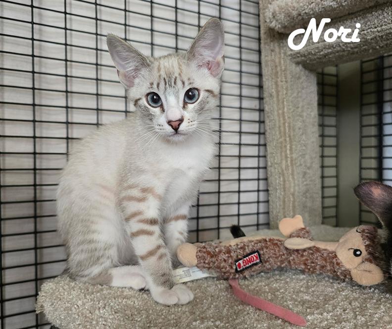 Nelly's Babies (Noah, Naomi, Nori, Nala, Nadia & Nessa), a Adopted mixed breed in Redwood City, CA image 2/6