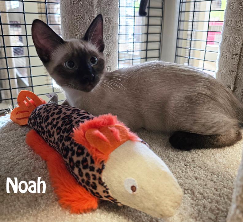 Nelly's Babies (Noah, Naomi, Nori, Nala, Nadia & Nessa), a Adopted mixed breed in Redwood City, CA image 3/6