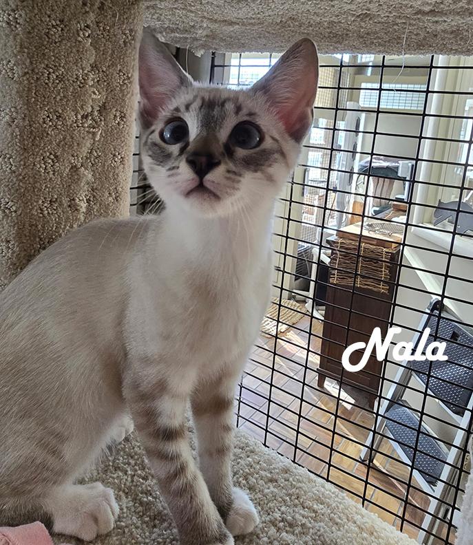 Nelly's Babies (Noah, Naomi, Nori, Nala, Nadia & Nessa), a Adopted mixed breed in Redwood City, CA image 4/6