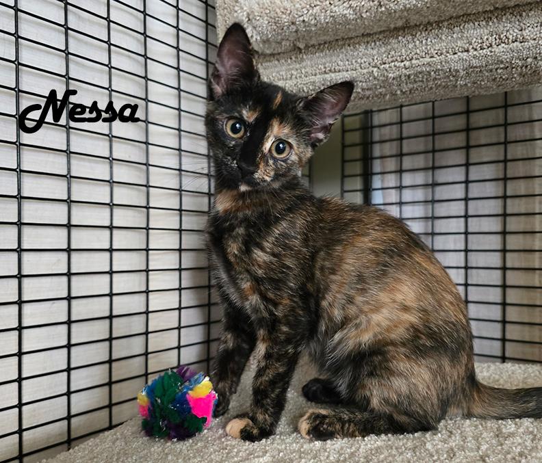 Nelly's Babies (Noah, Naomi, Nori, Nala, Nadia & Nessa), a Adopted mixed breed in Redwood City, CA image 5/6