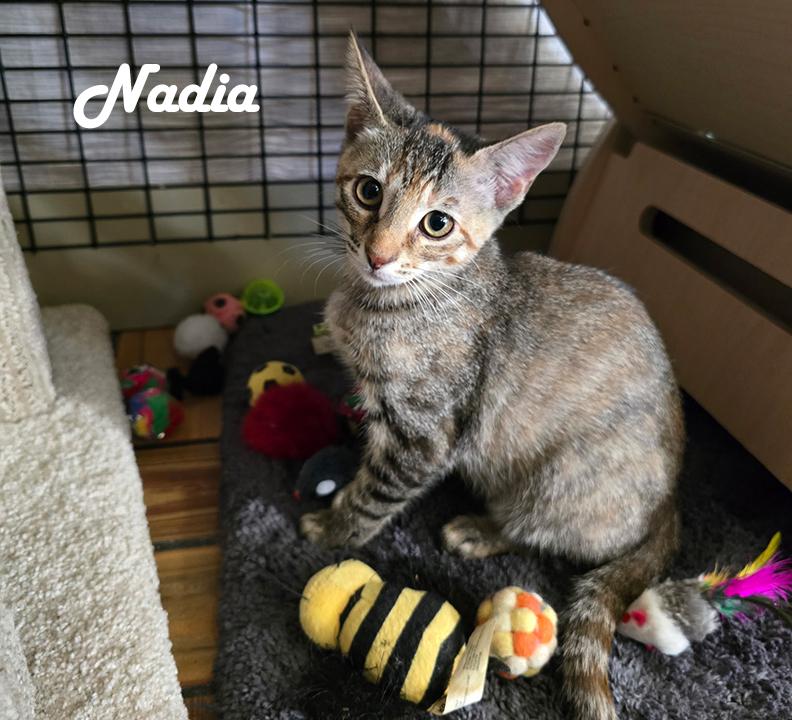 Nelly's Babies (Noah, Naomi, Nori, Nala, Nadia & Nessa), a Adopted mixed breed in Redwood City, CA image 6/6