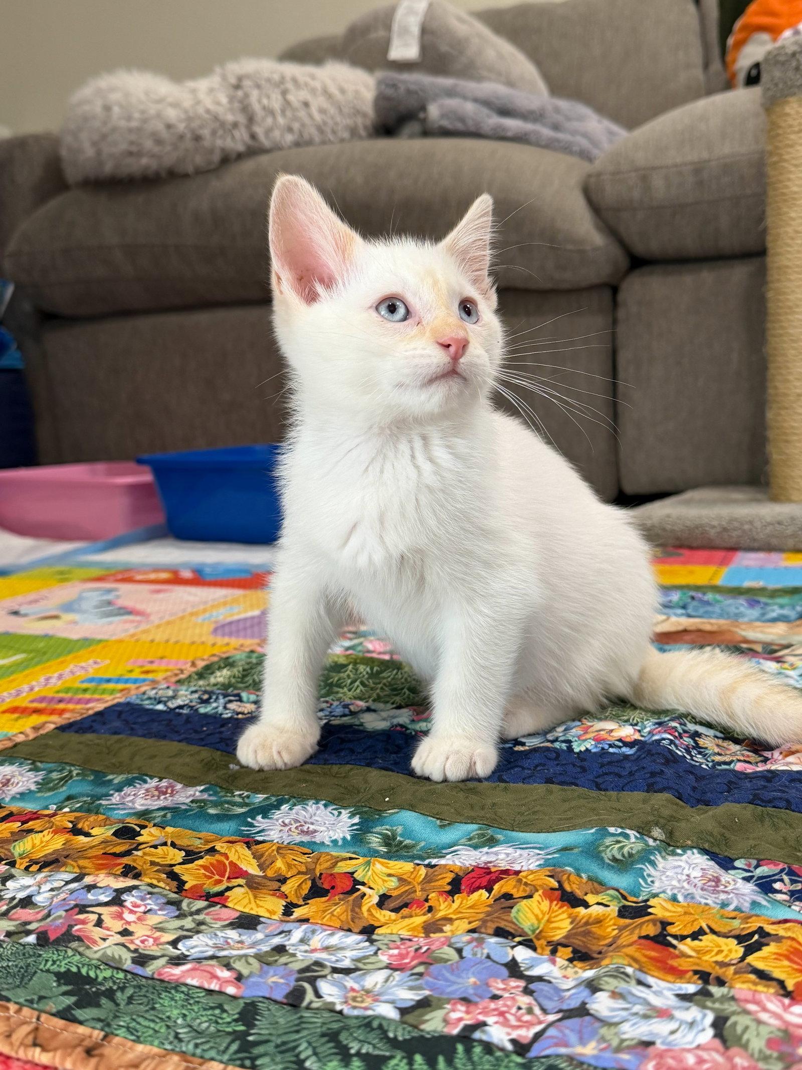 Fiero - Bonded with Chance, Adoptable, Kitten Male Domestic Short Hair.