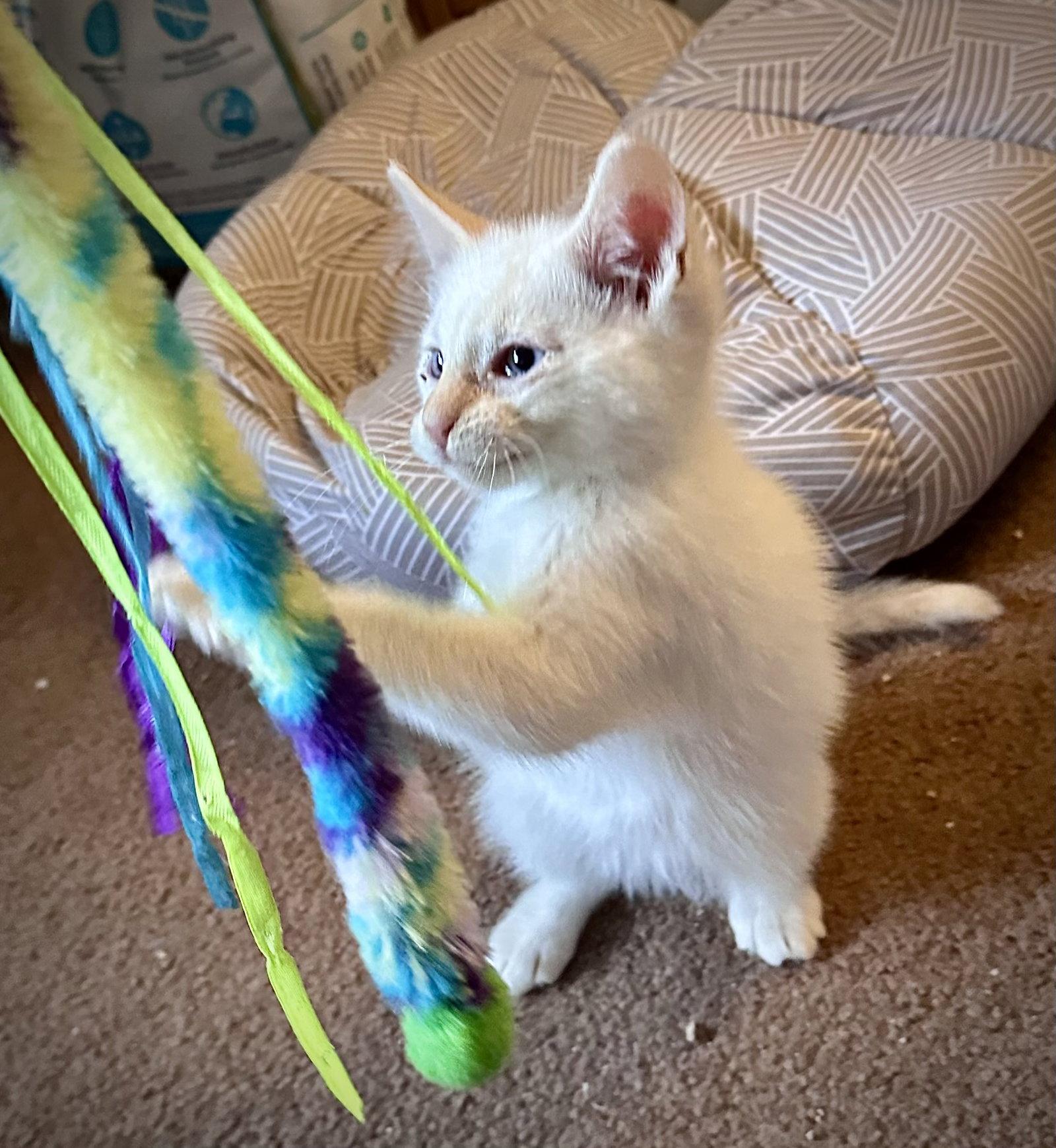 Fiero - Bonded with Chance, a Adoptable Domestic Short Hair in Fremont, CA image 2/3