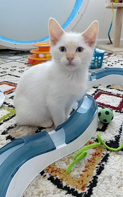 Fiero - Bonded with Chance, a Adoptable Domestic Short Hair in Fremont, CA image 3/3