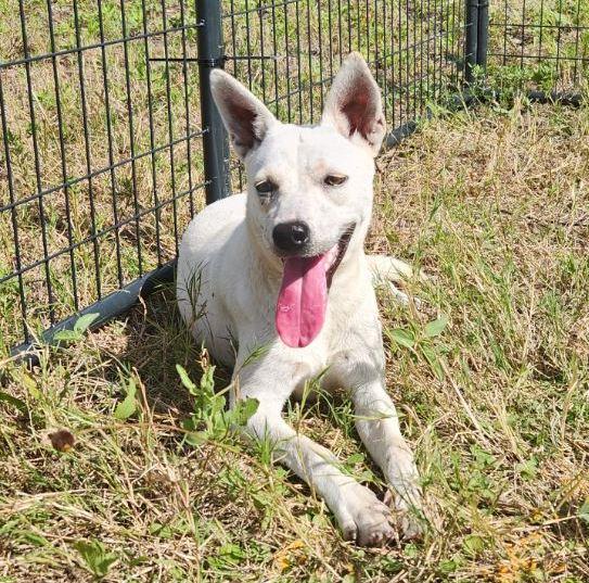 Ashley, Adult Female Husky