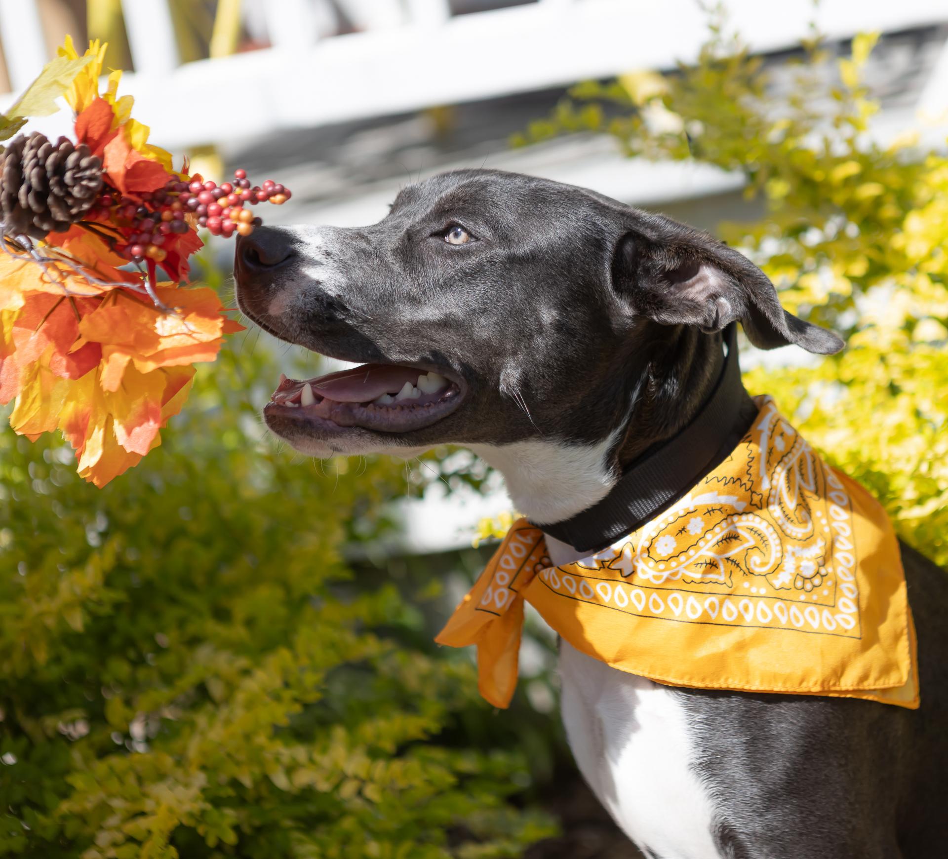 Enlarge Ivy, a Adopted American Staffordshire Terrier in Zachary, LA image 2/6