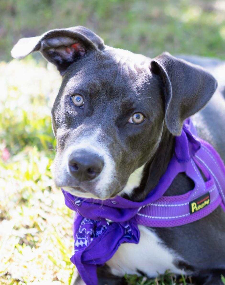 Enlarge Ivy, a Adopted American Staffordshire Terrier in Zachary, LA image 4/6